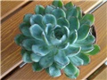 Echeveria