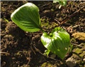 Hosta