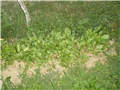 blitva