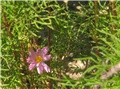 Cosmos