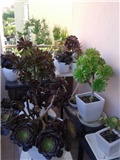 aeonium