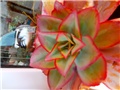 echeveria1