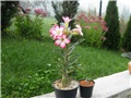 Adenium obesum hibrid, Adenium socotranum