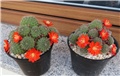 Rebutia brunescens