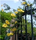 Alamanda katartika