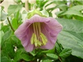 cobaea scandens