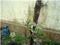 jabuka