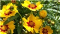 coreopsis