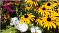 rudbekija