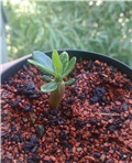 adenium obesum klijanci