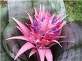 bromelia