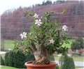 Pachypodium saundersii