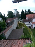 Čuvarkuća cvate na krovu