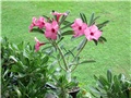 Adenium swazicum 