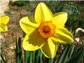 Narcissus