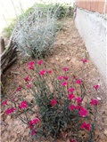 karanfili