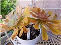 aeonium+++++++++