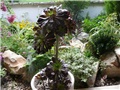 aeonium