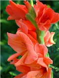 gladiola