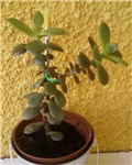 sukulenti