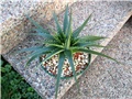 Dyckia