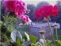 Pelargonije (geranium,žeravak)