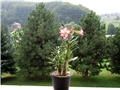 Adenium obesum