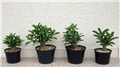 Adenium obesum