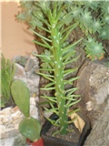 Opuntia