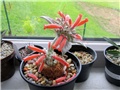 sinningia leucotricha