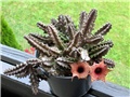 Huernia hislopii