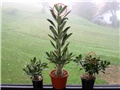 Adenium obesum sijanci 2012
