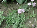 scabiosa japonica3