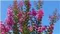 lagoerstroemia indica