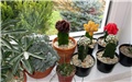 grafting Hylocereus