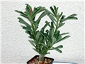 Adenium swazicum