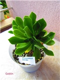 aeonium 19