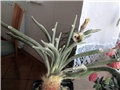 astrophytum caput medusae