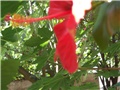 hibiskus