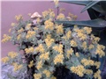 Sedum