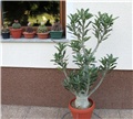 Adenium obesum