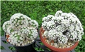 mammillaria 