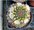 Mammillaria zeilmanniana 'alba' 