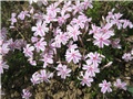 Phlox