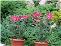 Adenium obesum