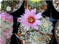 echinocereus baileyi