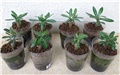Adenium somalense nova