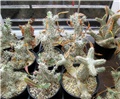 pachypodium seedlings