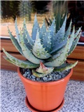 Aloa ferox