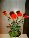 senecio